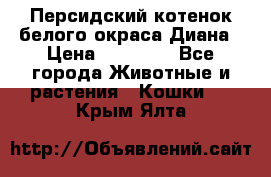 Персидский котенок белого окраса Диана › Цена ­ 40 000 - Все города Животные и растения » Кошки   . Крым,Ялта